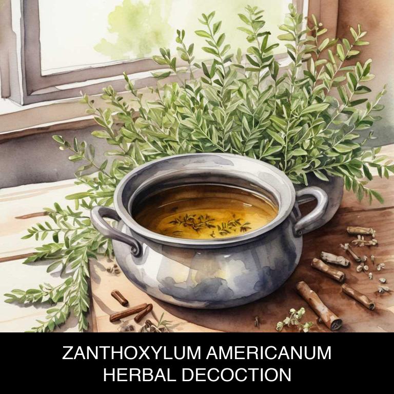 zanthoxylum americanum herbal decoctions for vomiting