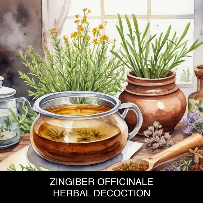 zingiber officinale herbal decoctions for tonsillitis