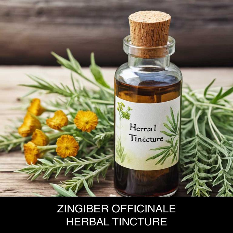 zingiber officinale herbal tinctures for stomach-cramps