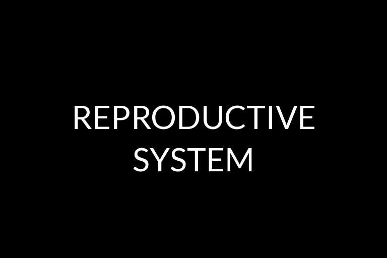 reproductive system