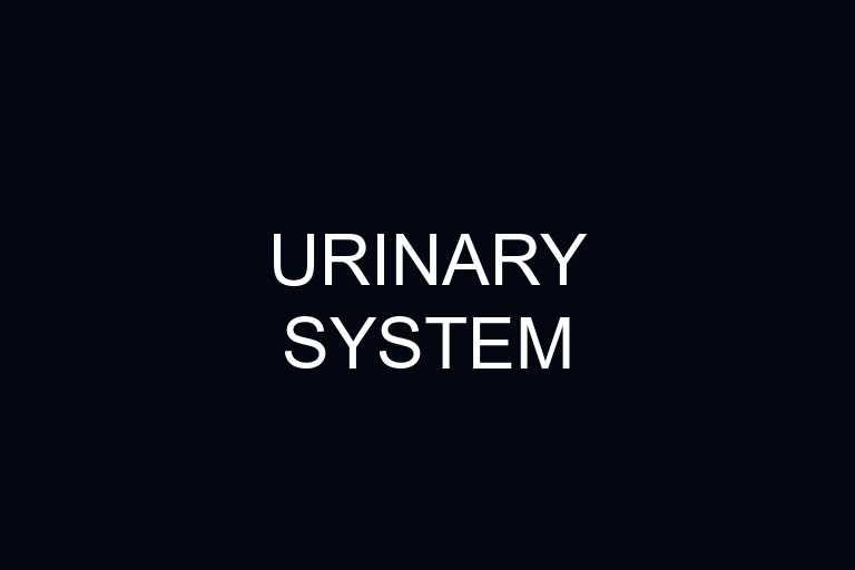 urinary system overview