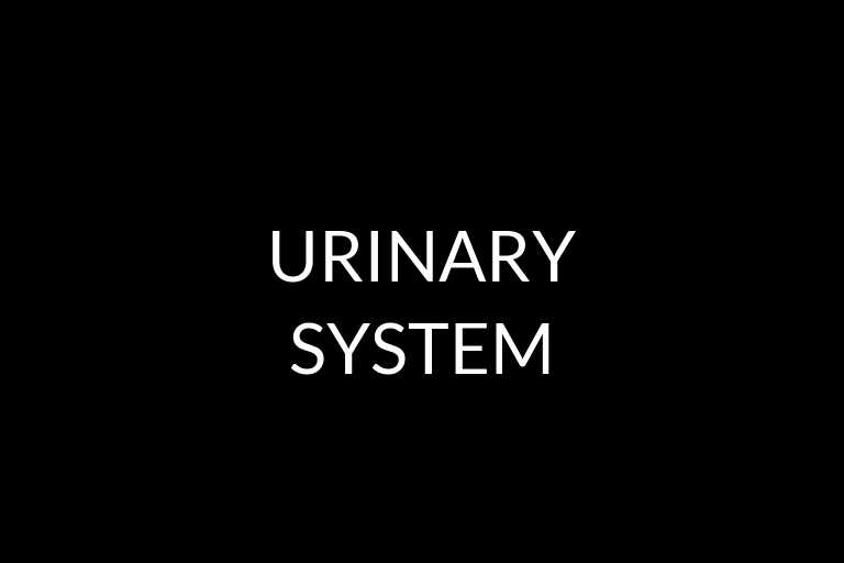 urinary system